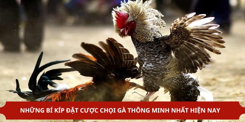 Bí kíp cá cược đá gà Campuchia