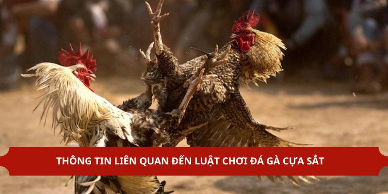 Luật chơi đá gà cựa sắt cần nắm rõ