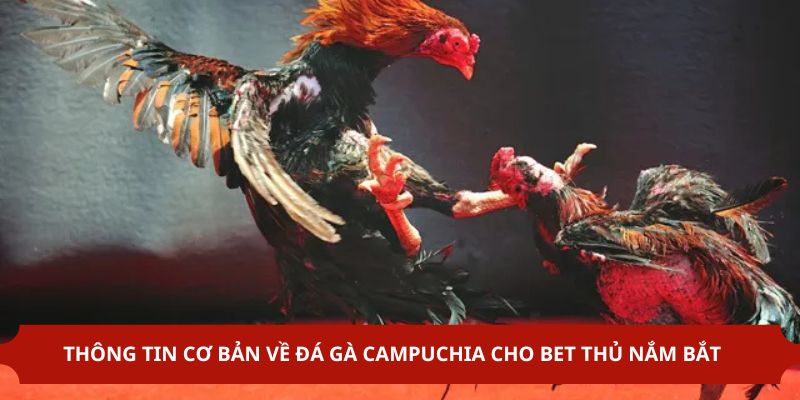 Thông tin cơ bản cần biết về đá gà Campuchia tại Abc8